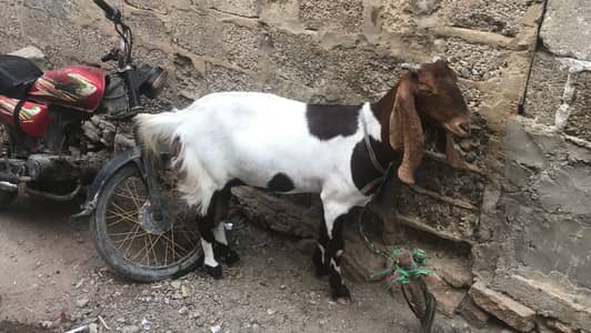Bakri for sale