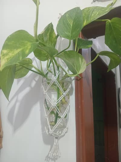 Macrame Glass Plant Holder