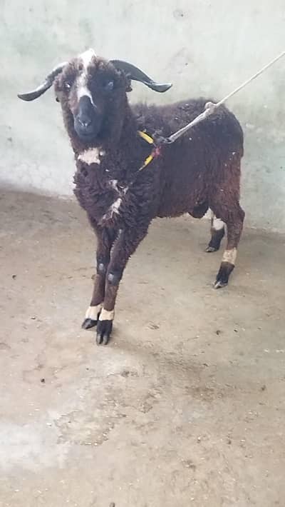 Beautiful Male sheep