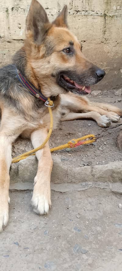 Alseshion Dog