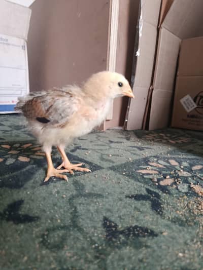1 month old Stabilized Vaccinated Australorp and Misri chicks