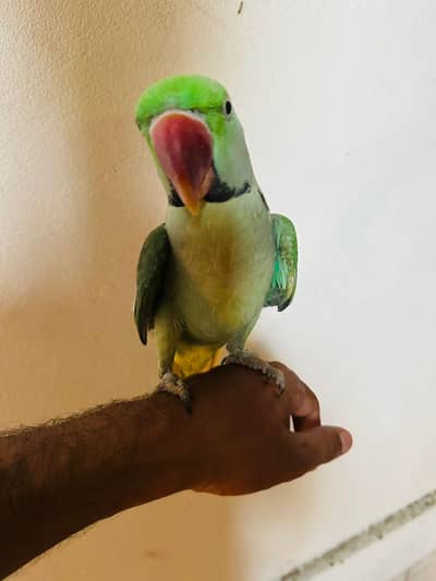 raw parrot male