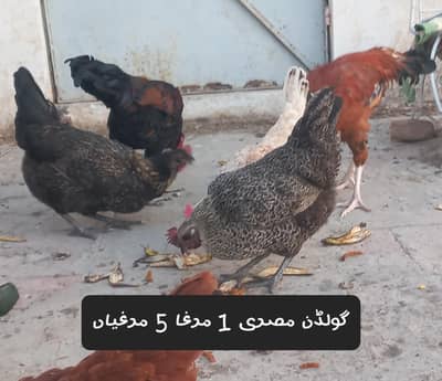Golden Misri Egg Laying and Chicks for sale
