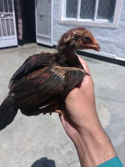 6 Chicks For sale 03279947502