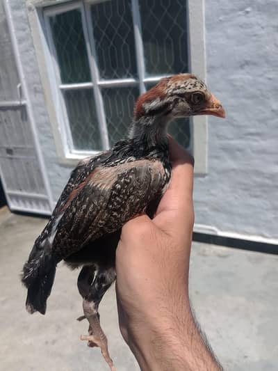 5 Chicks For sale 03279947502