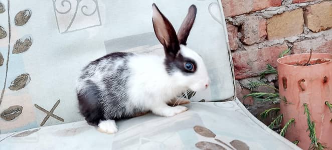 rabbit baby