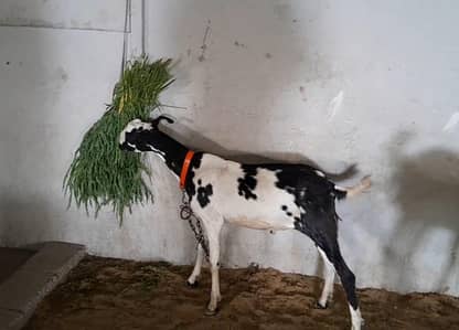 Beautiful 2 Dant Ghar ka bakra hai