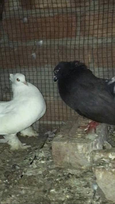 white amarican female and black fantail male contact 03163379525
