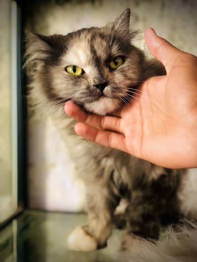 Persian Cat For sale