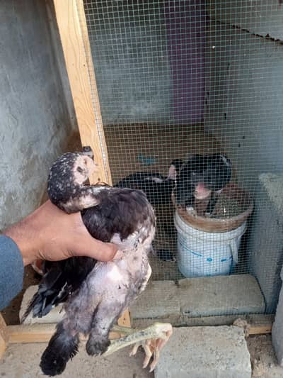 selling aseel chicks