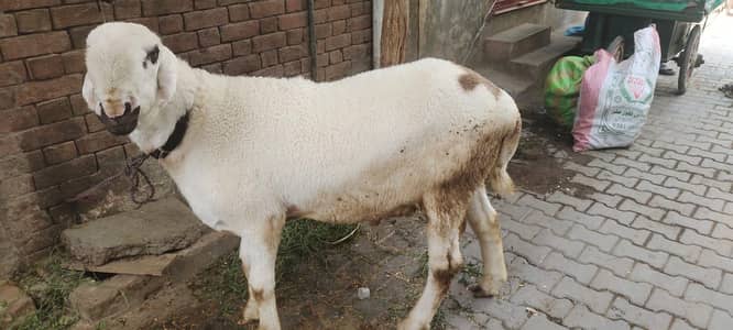 Mundra