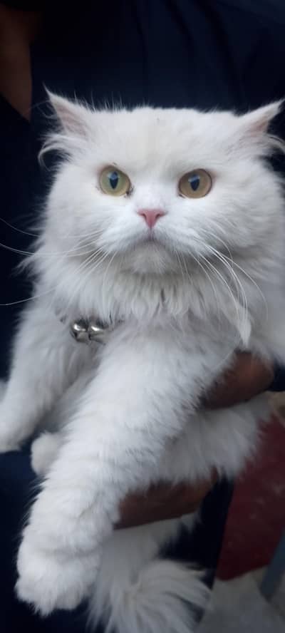 catss