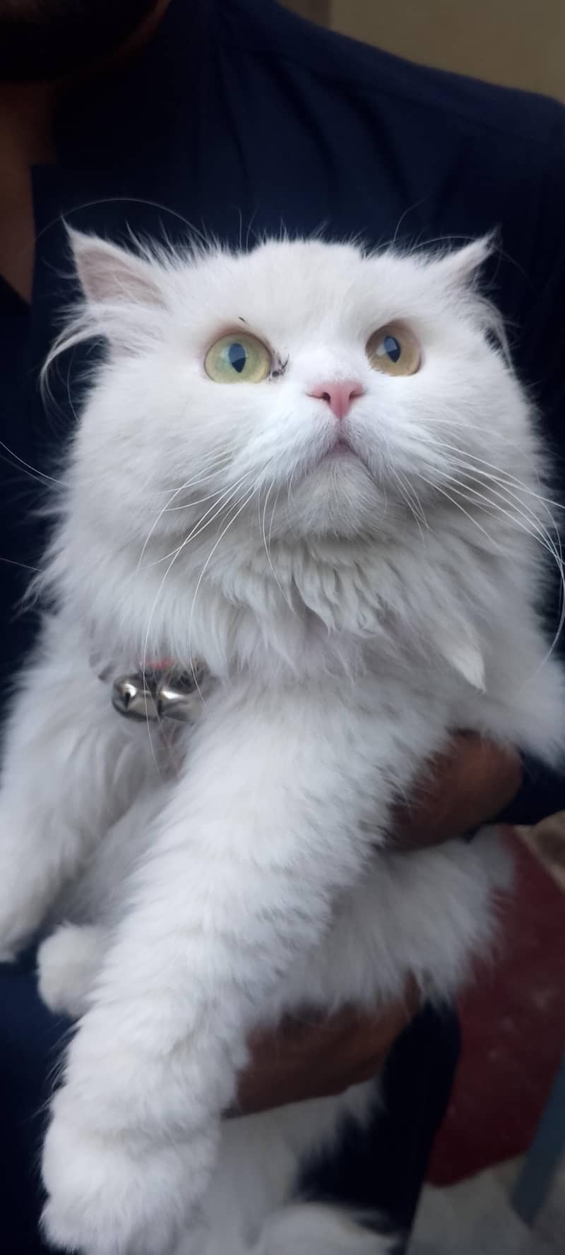 catss 1
