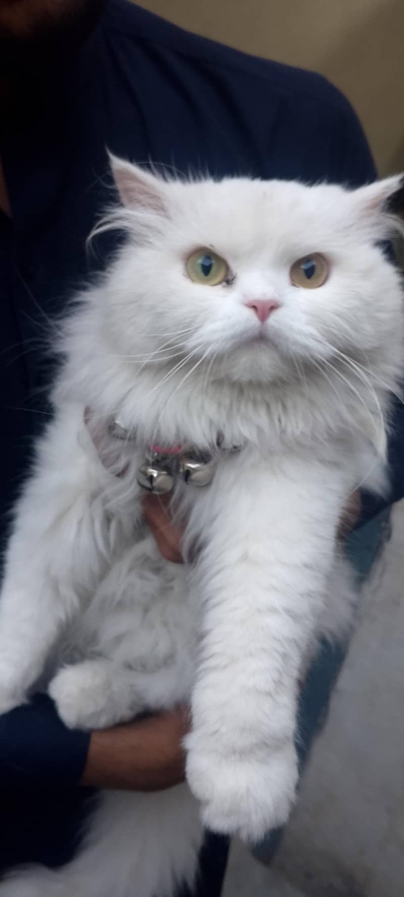 catss 2