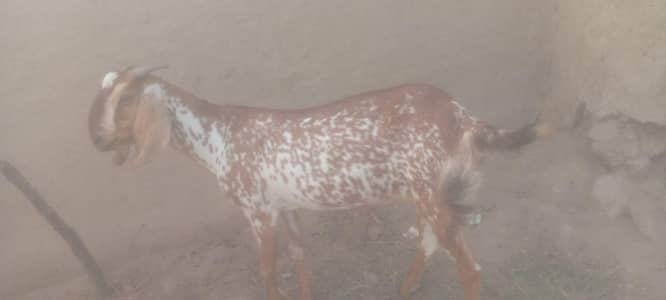 bakri for sale qurbani 03442621824 call/WhatsApp