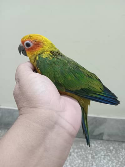 Sun Conure tame chick