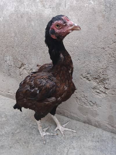 Brown lakhi