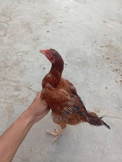 Peeli Aseel madi For sale | price 2200 | Healthy and Active