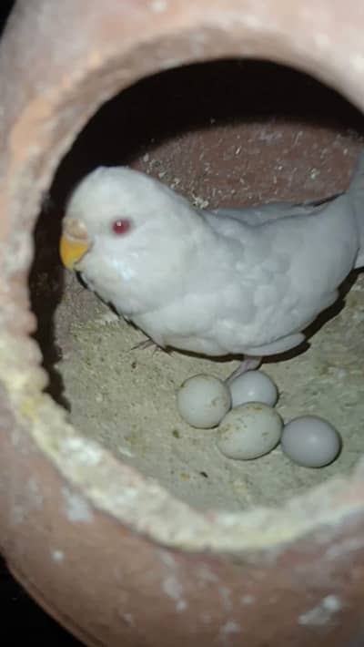 Budgies parrot & cage