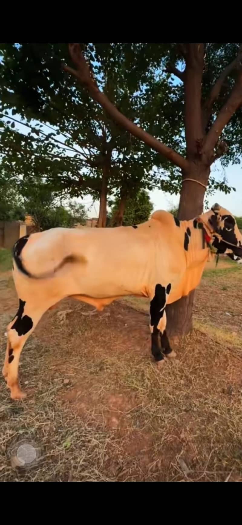 chaar daant 0