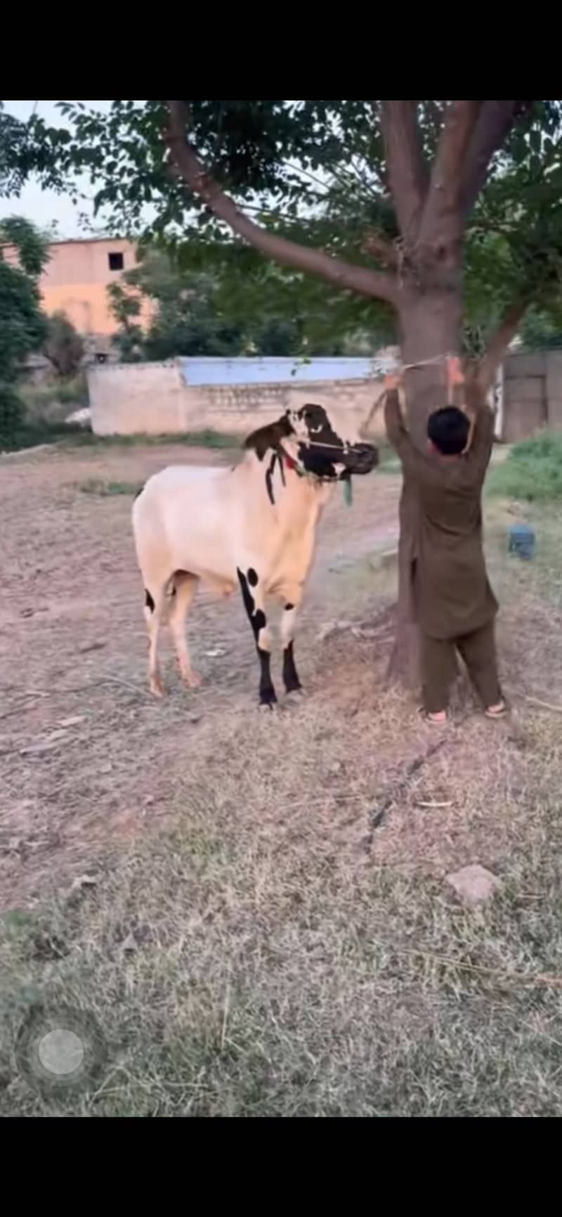 chaar daant 3