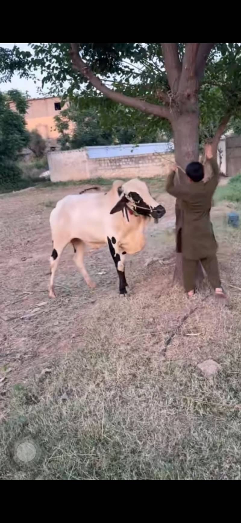 chaar daant 4