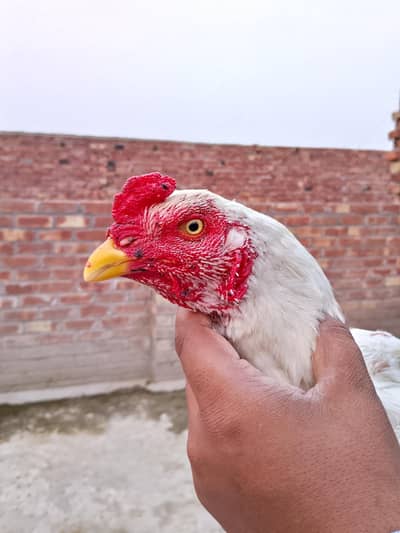 gamer bird burmi
