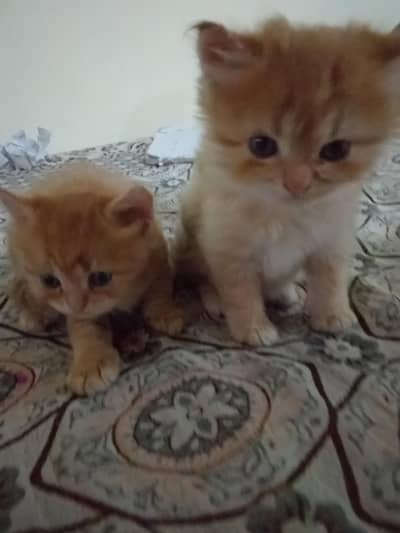  Adorable Persian Kittens Available for Sale 