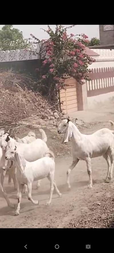 2 dant 4 dant for sale  1800kg or 2000kg