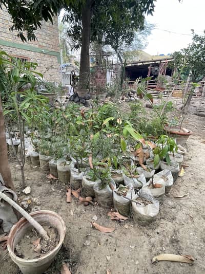 outdoor and indoor plants available