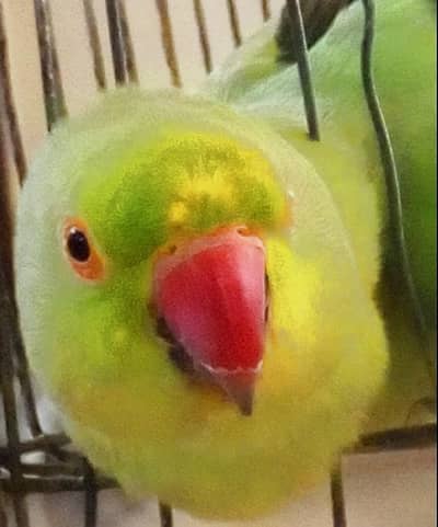 Bright Green Ringneck Parakeet