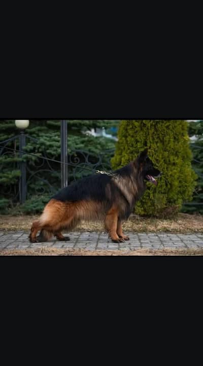 German shepherd Male Available For Stud | Cross | Mating | GSD stud