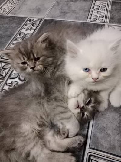 Persian kittens hibrid females sales