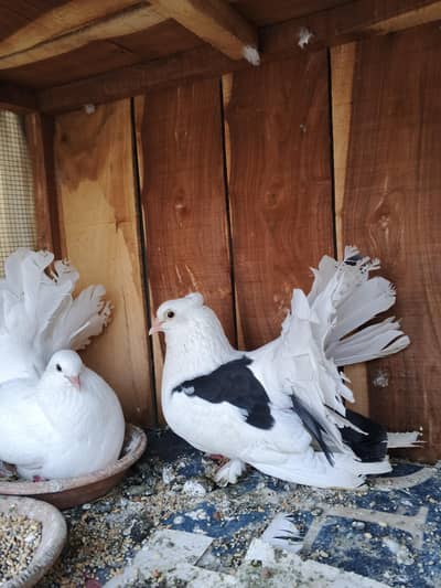 laka breeder pair with chick