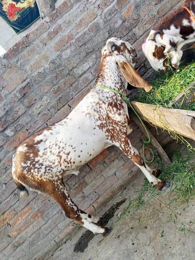 bakra for sale