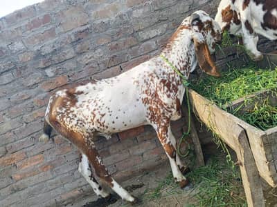 bakra for sale