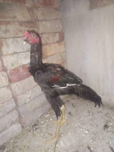 aseel male for sell