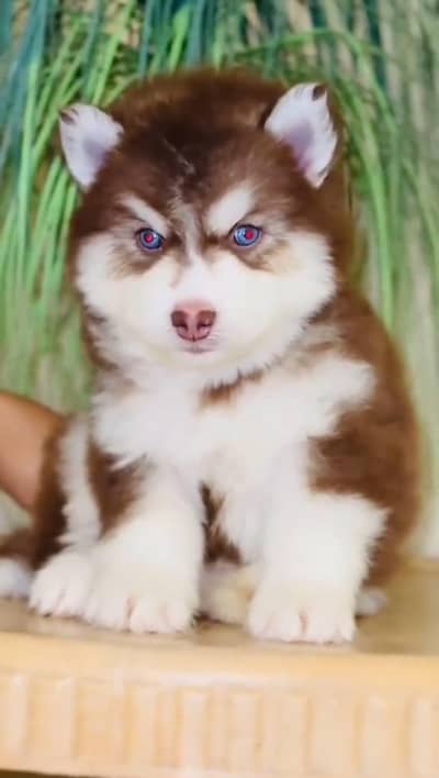 Siberian husky fore sale Whatsapp number 0319.2144599