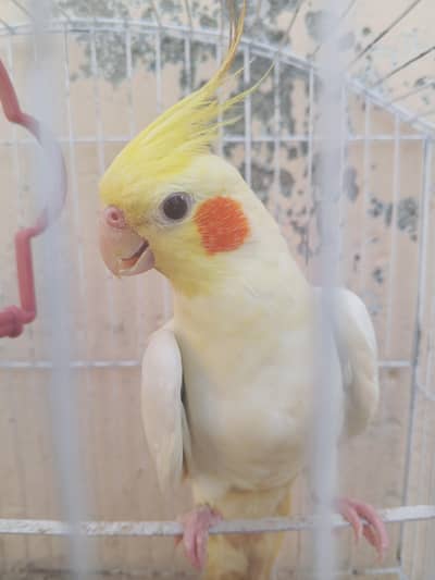 Cocktail pair for sale