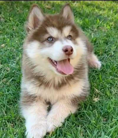 Siberian huskyO3_276946636;Only Whatsapp Nbr