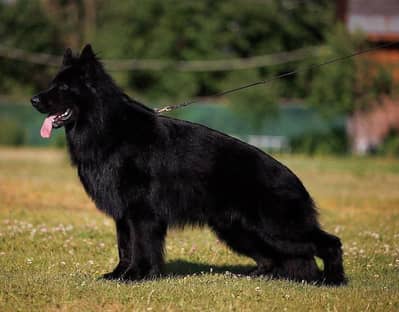 German Shepherd Male For stud | For Cross | For Matting | GSD