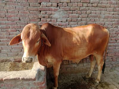 bull for sale