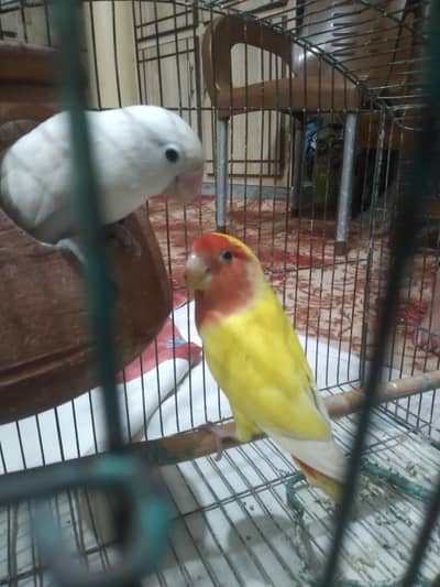 Love birds 