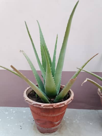 fresh allowera 10 plants available for sale