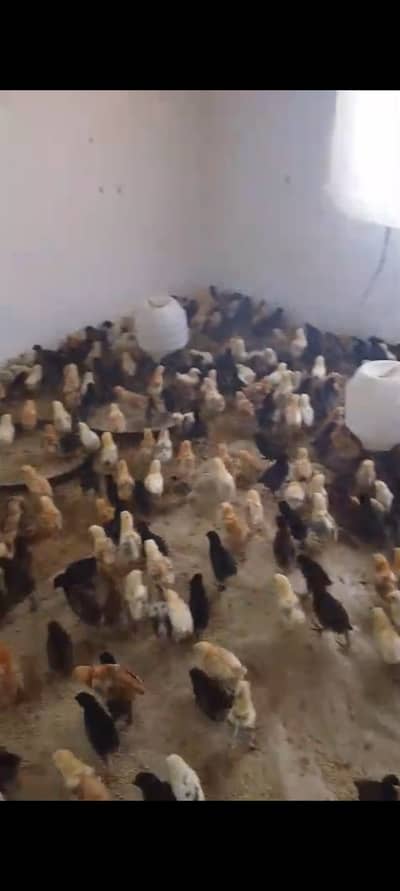 Golden Misri Chicks
