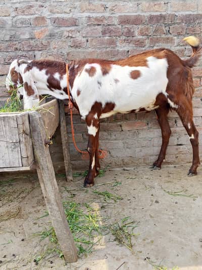 Bakra for sale 2dant ha