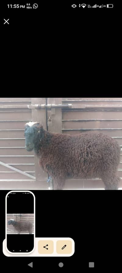 health and active goat  03287916203