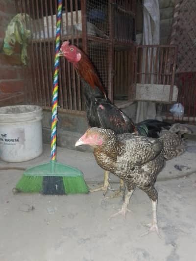 healthy pair and mu murgi is cork