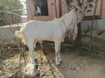 Gulabi Nasal ka Bakra Eid ki Qurbani k leyee