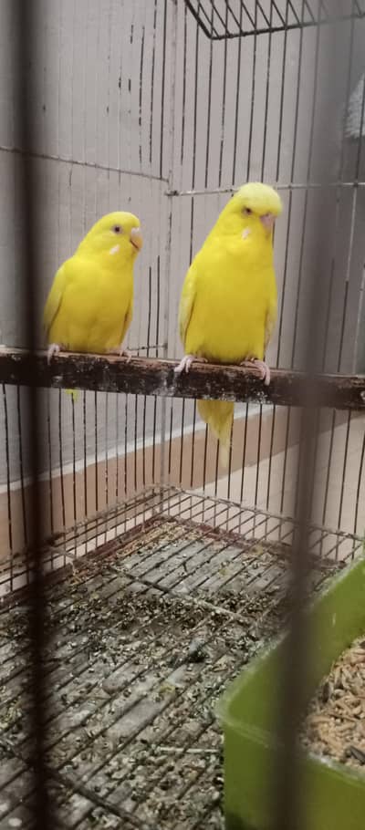 exibition birds